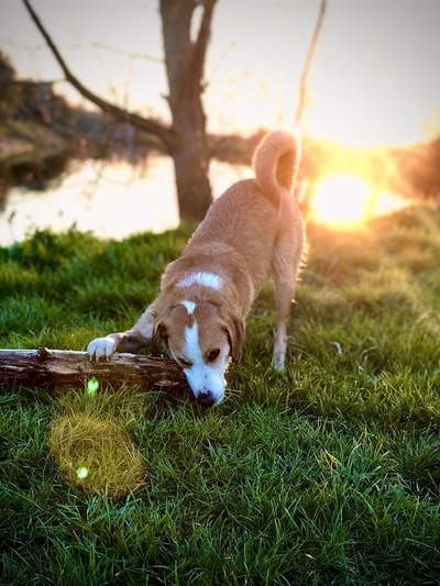 During the day on the green grass of brown hair and white dog
